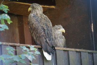 Haliaeetus albicilla - Seeadler (Europäischer Seeadler)